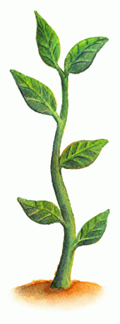 Plant